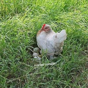 Meet your Posher, Maribel